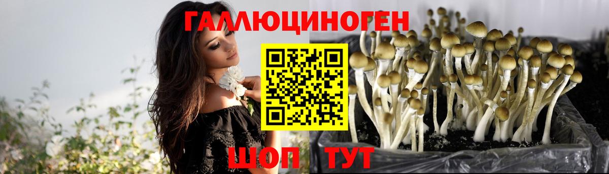 Псков  Псилоцибиновые грибы прущие грибы  Вход с VPN 